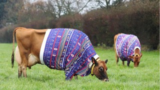 Video: Jovial Jerseys in jumpers the star attractions in festive footage