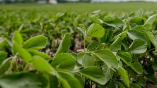 New Argentinean government hikes beef and soya export levies