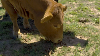 Revisited: A feed bill of $10,000/month to deal with a 20-month drought in the US