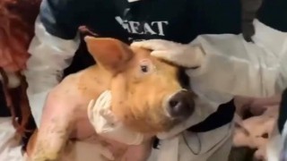 Vegan protesters take pig from Northern Ireland farm