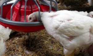 Non-notifiable strain of avian influenza identified on Fermanagh broiler farm