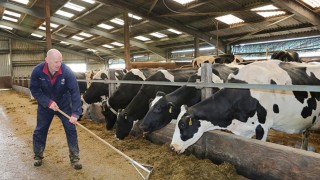 Scottish bovine DNA study offers clues to a longer life