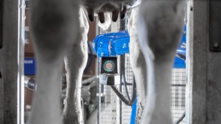 Robotic milking ‘helps breed trouble-free cows’ – study