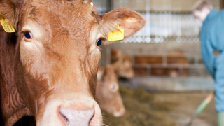 CAFRE beef finishing event to take place this Thursday