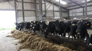 Dairy advice: 3 jobs to get ticked off your to-do list