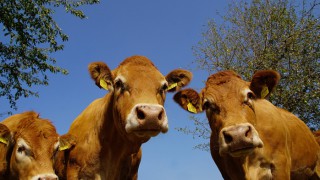 UK study to develop and adapt technology to monitor methane production in outdoor cattle