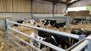 Purpose-built calf house makes life easier for this UK-based dairy and beef farmer
