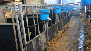 The key aspects of a good calf shed