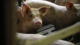 Bulgaria to cull 24,500 pigs after ASF outbreak