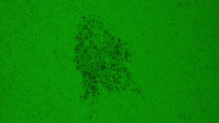 Pirbright scientists develop bird flu and Marek’s disease vaccine