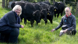 Cattle to return to Giant’s Causeway bay after 50-year absence