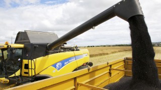 Grain price: Rapeseed reaches highest price since March 2017