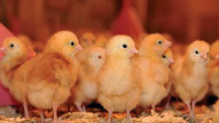 High phosphorous poultry manure deadline looming for NI poultry farmers