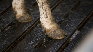 Limousin heifers stolen from shed in weekend raid