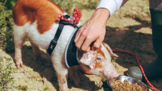 How to Steal Pigs: Unions call for Channel 4 to pass information to police