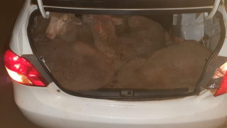 2 ‘thieves’ arrested following discovery of 29 sheep in 2 vehicles