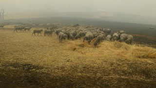Sheep dog saves flock from wildfire blazes in Australia