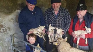 Yuletide ewe: ‘Hardy’ sextuplet lambs born on Irish midlands farm