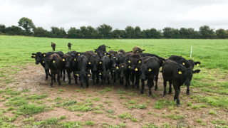 Dale Farm and ABP Horizon Dairy Beef Partnership: Everything you need to know