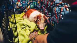 How to Steal Pigs: Mitsubishi distances itself from controversial documentary