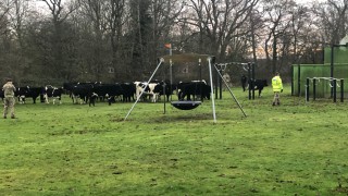 Bovine brigade: Herd of heifers ‘invades’ area of rural RAF base