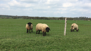 How to manage your rams after the breeding season