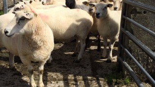 Appeal for ‘stolen’ flock owners after 63 sheep seized in Yorkshire