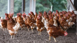 Poultry and backyard flock owners urged to be vigilant of bird flu