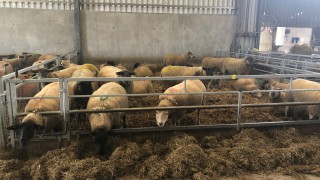 Ewe management: It’s time to administer clostridial vaccinations