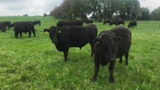 Dale Farm and ABP announce new dairy-beef partnership – ‘Horizon’