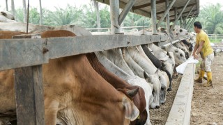 US authorities lift suspension on Brazilian beef imports