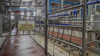 Will OAD milking in early lactation affect my herd’s milk production performance?