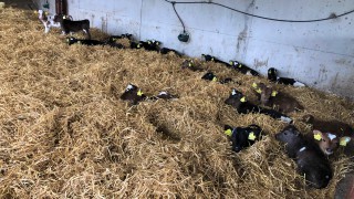 4 simple steps to avoiding a scour outbreak as calf numbers grow