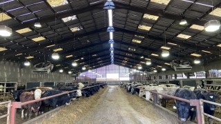 Inside a 4,600 head beef-finishing operation in the UK