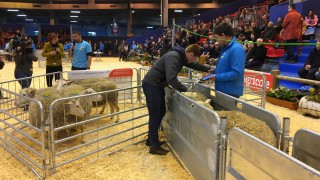 UK young shepherds head to European finals