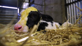 Video: Testing the quality of colostrum and top tips when stomach tubing a newborn calf