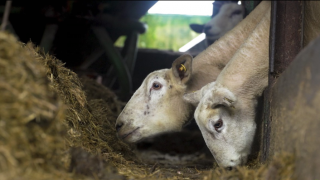Video: The ins and outs of scanning ewes