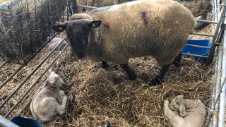 How much colostrum does a newborn lamb require?
