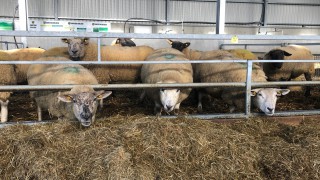 Are your ewes wasting silage? Check out how this farmer overcame this problem