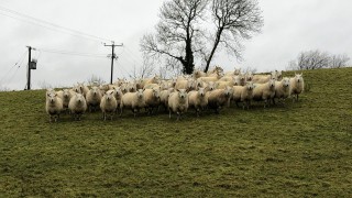 Sheep focus: Reducing costs, mortality rates and lameness through outdoor lambing