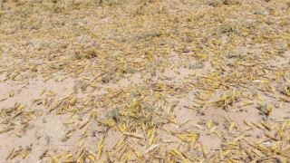 Locust swarm to create ‘major food crisis’ in Africa