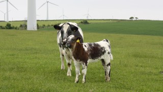 New industry figures shed light on Welsh beef farming trends