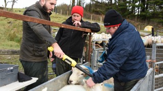 New expression of interest window opens for Hill Ram Scheme