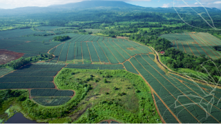 Irish fruit firm purchases 900ha farm in Costa Rica