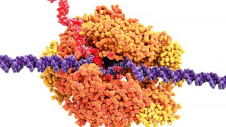 UK scientists successfully map African swine fever genome