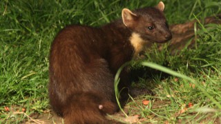 Research shows pine martens help conserve red squirrels