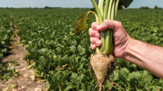 Sugar beet could make return to Scotland after almost 50 years