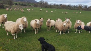 NSA launches 2020 dog worrying survey