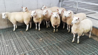 Sheep advice: How can I reduce the risk of lameness in slatted sheds?