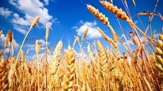 Grain price: Wheat drifting downwards